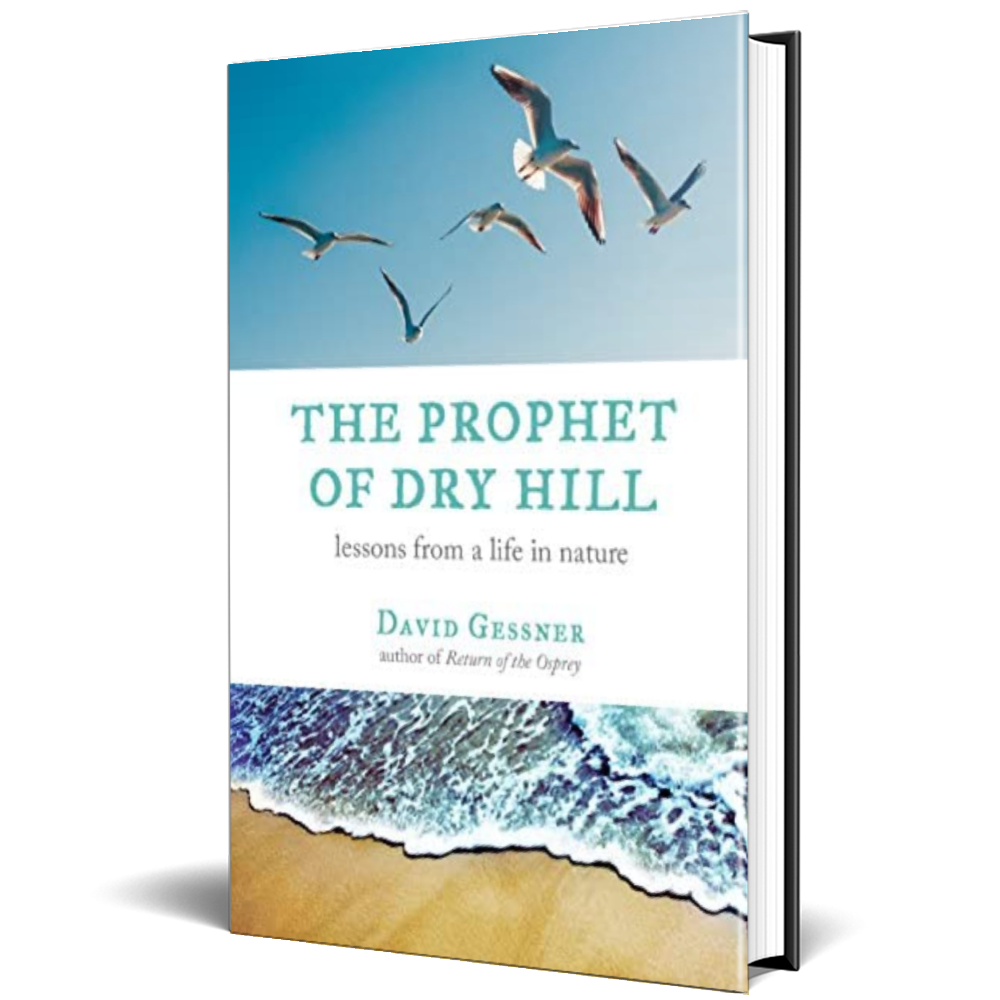 The Prophet Of Dry Hill - David Gessner